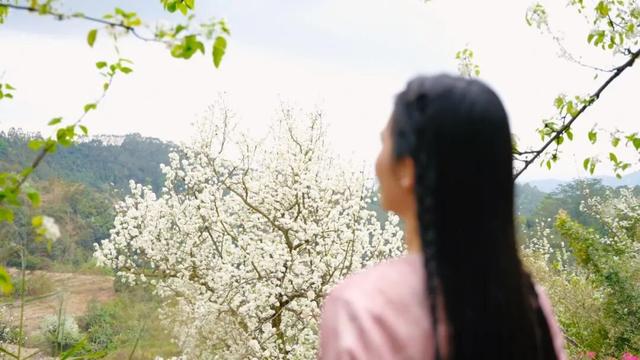 云安高村：百亩梨花盛放 金山美景如画