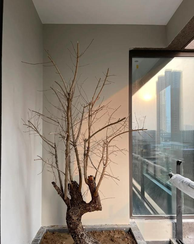 河北一34岁美女	，阳台种树，因“太大胆”而走红，一般人做不到！