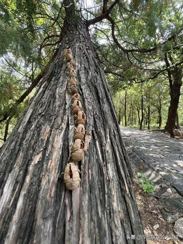 炎炎夏日去泰山西麓曹家庄后山里的隐佛崖打泉水吃炖鸡