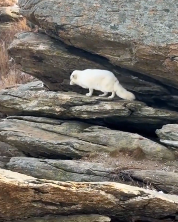 山东烟台，磁山惊现“白狐仙子”，网友：像从神话里走出来的精灵