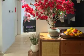 三角梅要“虐养”，牢记“1少1多1勤”，开花就妥了图片