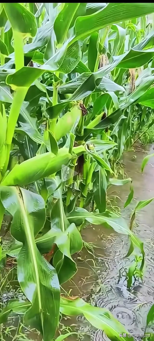 田园风光