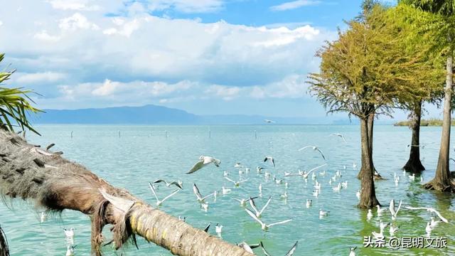 “红”爆！是谁还没有Get昆明的冬天？你知道12月的滇池有多绝？周末冲~