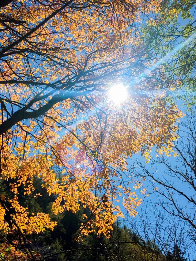 九寨沟十一月的开场，是落叶纷飞染透山川，是彩林叠翠映雪山