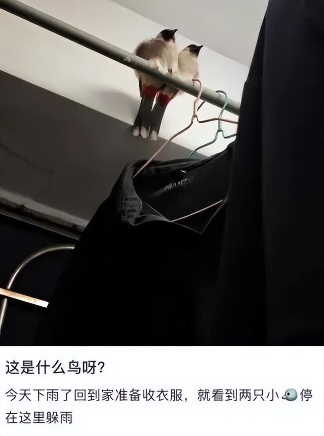 真的想问：下雨天的时候，鸟都在干什么呢？