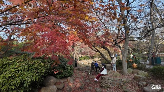 速来打卡！青岛限定“枫景”即将落幕