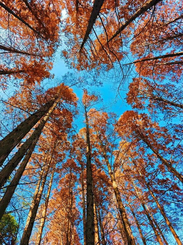 别都挤在从政坊了！洛阳还有这几处免费水杉，景美人少！