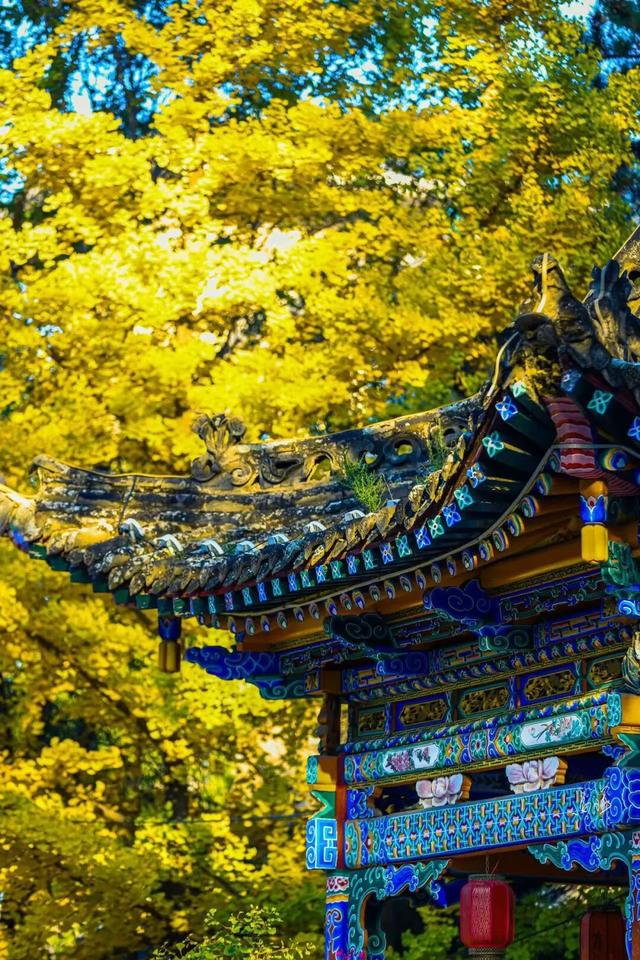 初冬时节，回眸临夏最后一抹绚烂