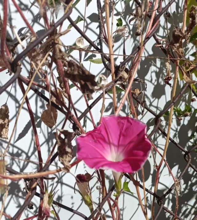 秋花殇