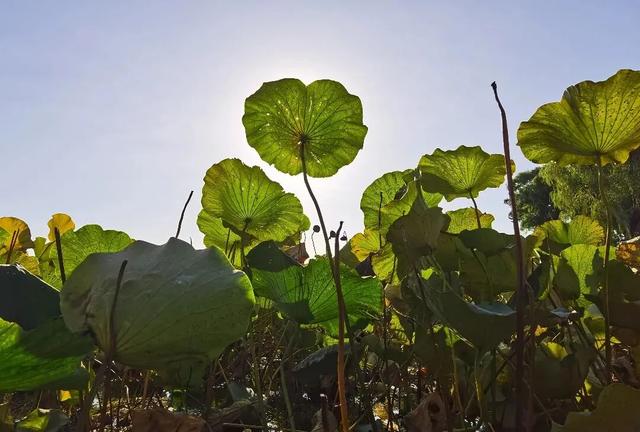 博物馆秋之旅丨赏景读史,秋光中与这四家纪念馆邂逅——