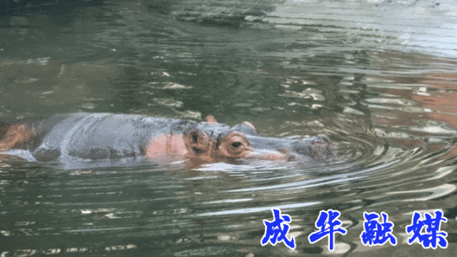 快冲！人人人人人，但真的好耍！| 成华融媒