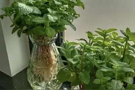 你肯定不知道，这些绿植剪根枝条扔水里就能活，千万别去买了！图片