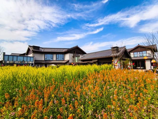 100%出片！郫都蝴蝶村彩色油菜花海，进入最美花期