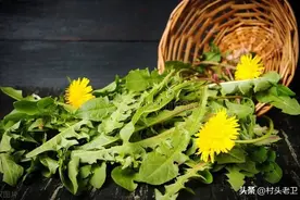 蒲公英别只会凉拌！推荐惊艳舌尖的6种吃法，但3类人要管住嘴图片