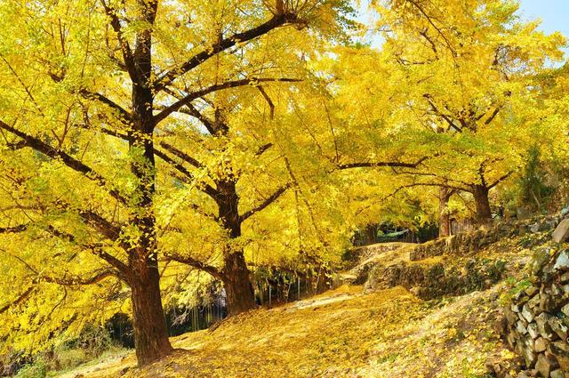 11月，去赏银杏吧！8个高颜值赏秋地，速来拍美照，挑一个就出发