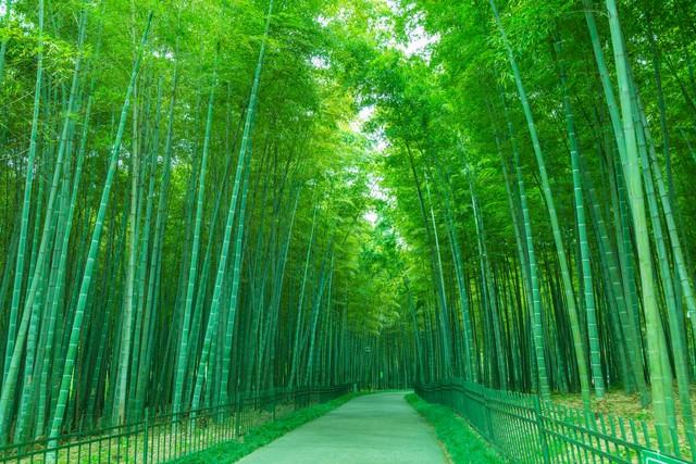 昨夜与君过竹林