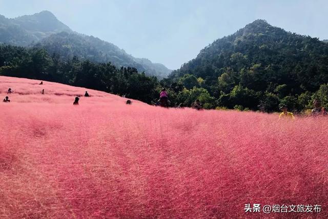 【乐享烟台】镜头装不下的美，是烟台昆嵛山的初秋