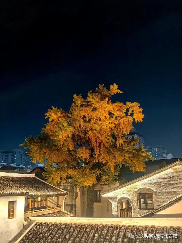 温州这棵深藏在百年民居的古银杏已经黄啦!夜晚比白天还要更迷人