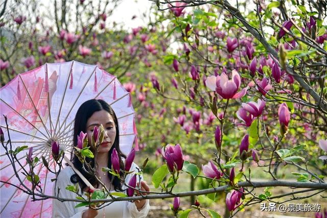 一堂春色动岭南，佛山三水卡玛数千株玉堂盛放，引发三八旅游热潮
