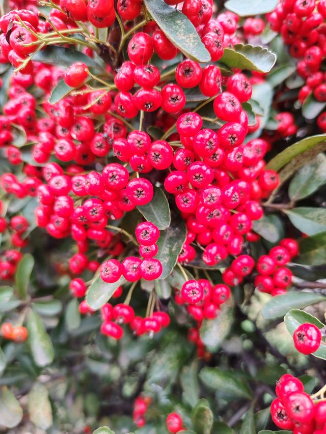 初冬韵致的公园一景