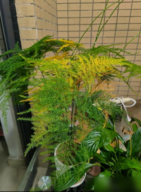 阴花不能进阳宅，家里若有这5种花，请赶紧“搬出去”！