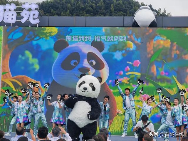 4只大熊猫入住蜀南竹海！预计今年“十一”国庆假期正式对外开放