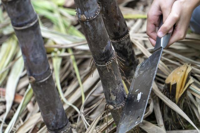从化冬季户外 田园野趣农耕一日游 拔花生砍甘蔗挖红薯做竹筒饭