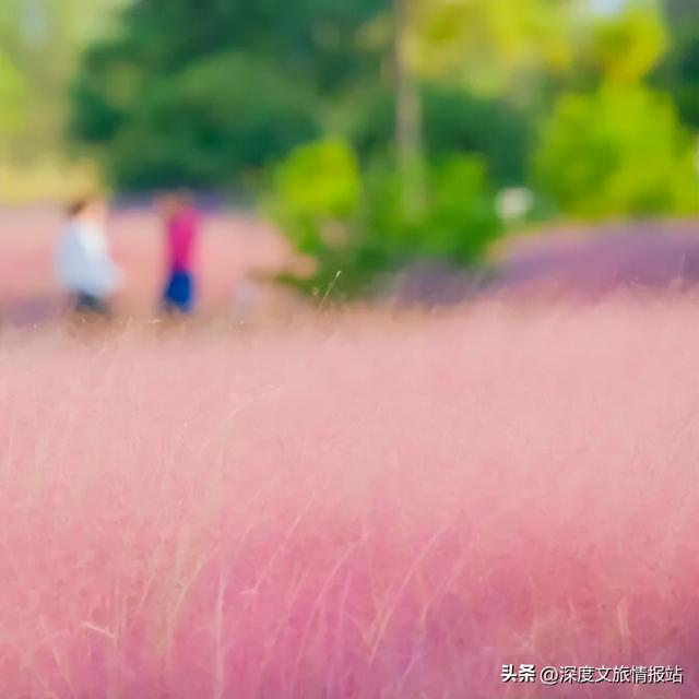 太粉了！太美了！苏州秋日的限定浪漫，是这片“粉色云雾”给的~