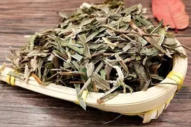 肝炎黄疸服凤尾草图片