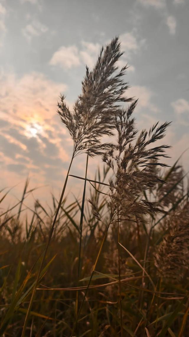 秋日限定！园博湿地芦苇荡：秋风拂过，满眼皆是金色浪漫