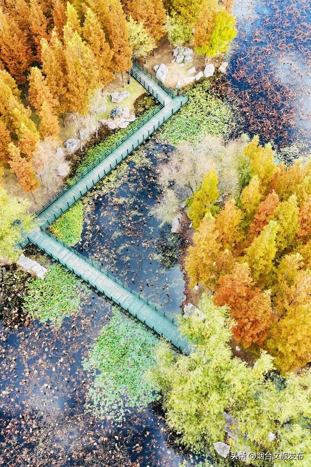 【乐游烟台】最新实拍！烟台鱼鸟河“顶级秋色”加载中