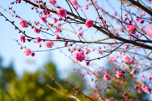遇见“梅”好！麻城这座公园藏满冬日浪漫~