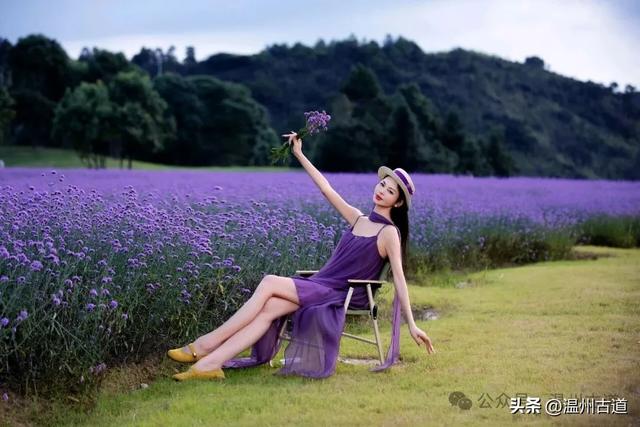 谁说看浪漫花海一定要去法国普罗旺斯?温州这里藏着一片紫色秘境