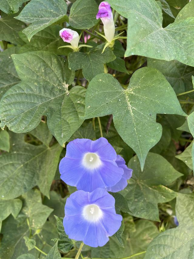 牵牛花的寓意与象征