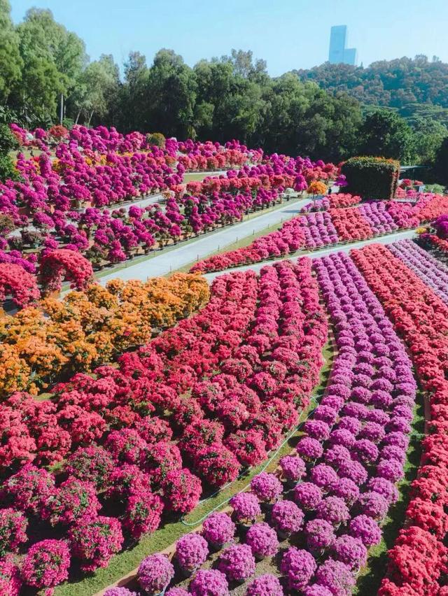 福田限定！11月起，在光影与花海中邂逅城市艺术