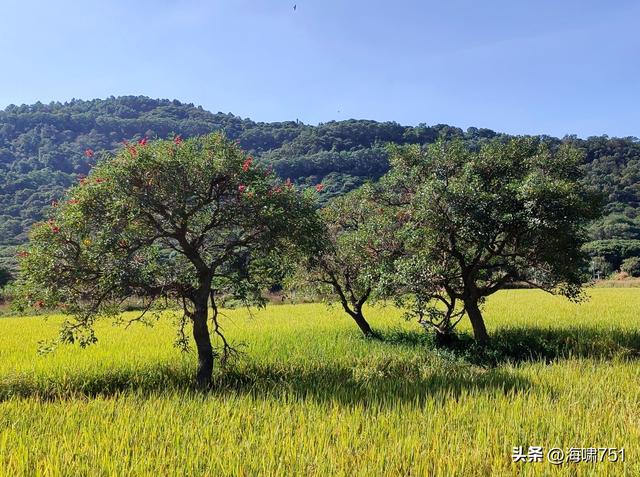 从化艾米稻香小镇