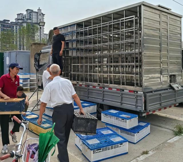 九三阅兵仪式的8万羽鸽为何都是借来的？这背后隐藏着这样的原因
