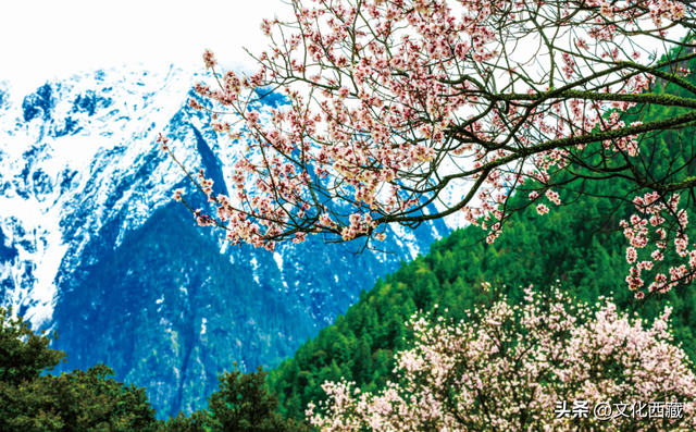 《西藏组画·牧羊人》卖出1.61亿！而你的西藏旅行是无价的！