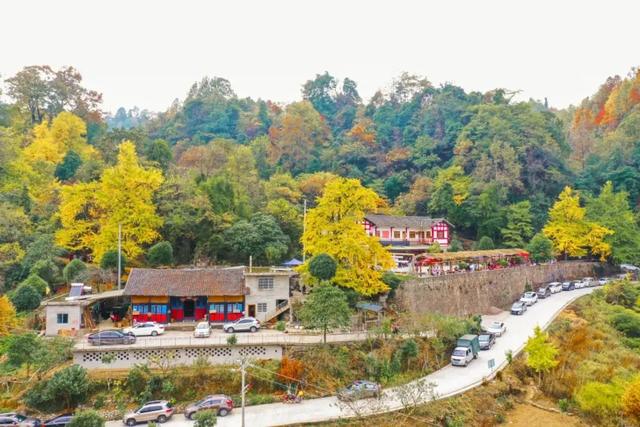 乡游黔中 · 凤冈县 进化镇丨银杏鎏金映古寨,高腔茶灯醉秋韵