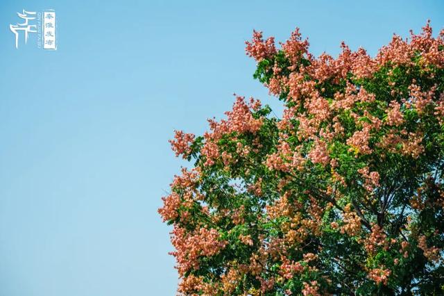 花样秦淮｜栾花绽放金秋至
