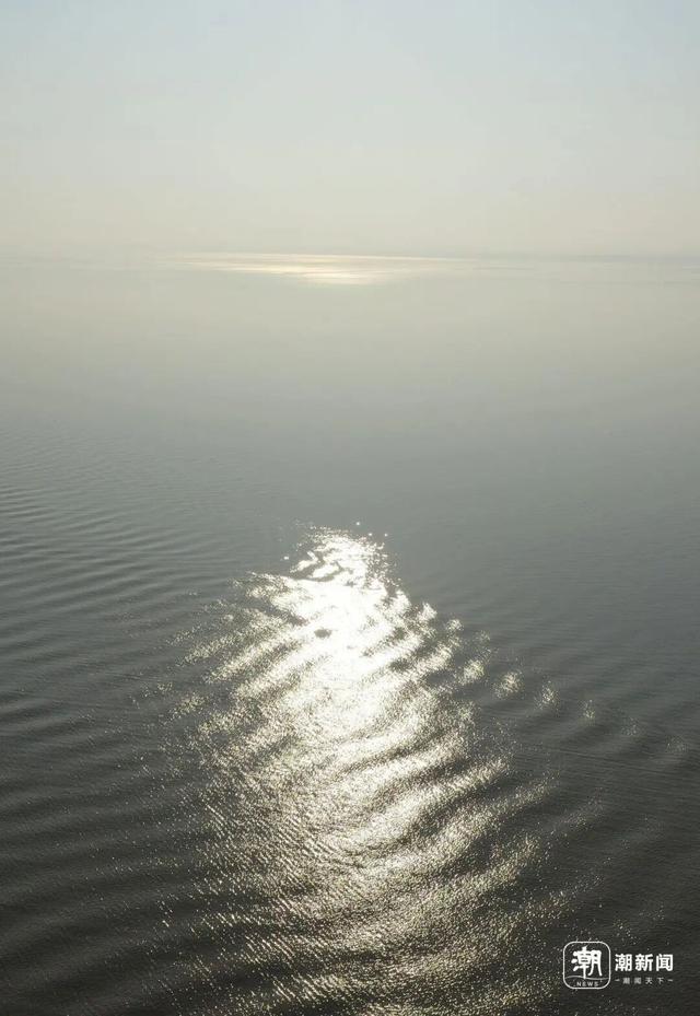 冬日限定奇观！钱塘江畔现“版画森林”，潮汐树形态各异美如画