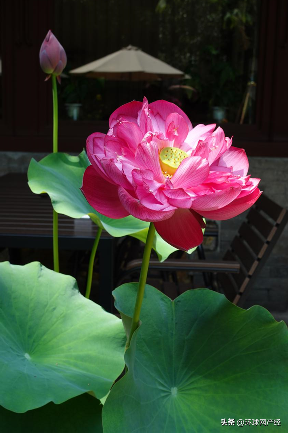 荷香入画 耕织相传——在夏日的颐和园，听见荷花盛开