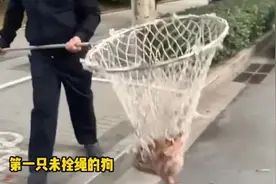 河南一地明确：未拴绳狗，直接抓走暂扣！图片