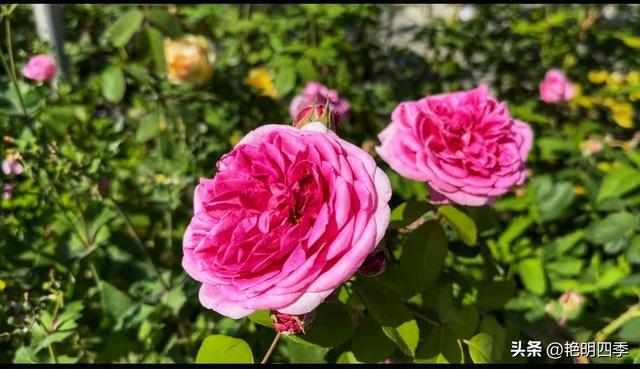 欧游杂记（5）‖ 齿轮火车几上几下瑞吉山，缆车凌空飞跃韦吉斯