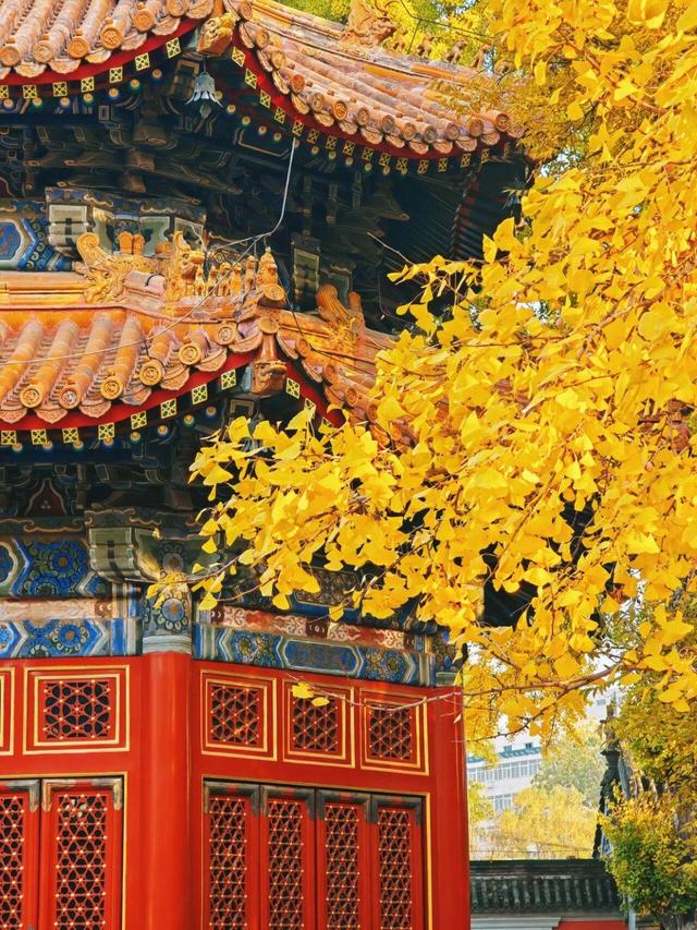 出片率100%！是时候来“京西小故宫”，邂逅一抹银杏黄