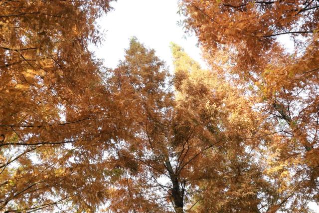 郫都水杉红了!抱着手机猛拍,被这限定美景狠狠惊艳