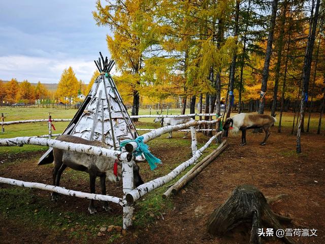 在深秋的根河邂逅驯鹿