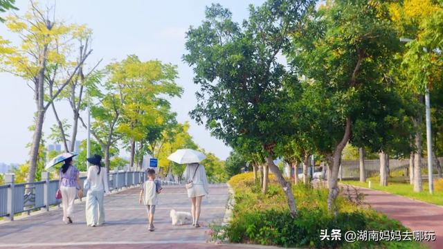 1小时直达！长沙藏了片“狗尾巴草秘境”，免费露营+玩水，人少景美，错过等一年！