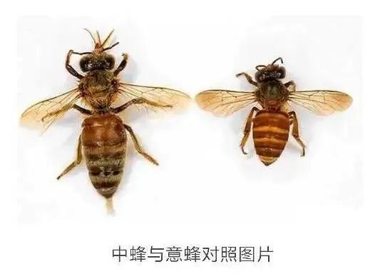 国内常见的11种蜜蜂介绍