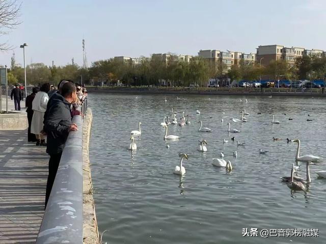 库尔勒的斑马线上“游”出了一群天鹅